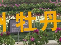 -曹州牡丹园