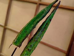 -王氏炉匠·烧鸟放题自助(好运街店)