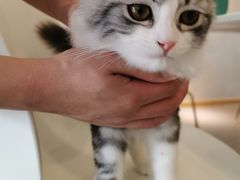 -飞行喵MR PILOT|猫舍·猫咖(静安大融城店)