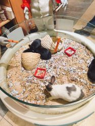 -卡通尼·Safari非洲探索乐园·生日会(金桥国际商业广场店)