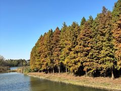 -溱湖国家湿地公园