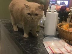 -东方名猫馆·英短金渐层布偶猫舍(环线广场1号楼店)