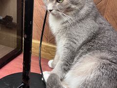 -MOCHA明星猫咖(田子坊店)