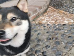 -柴犬高等学院·狗咖·柴犬售卖·宠物训练