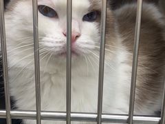 -安安宠医宠物医院·异宠·犬猫内科(岳阳分院)