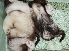 -藦茜花园宠物主题亲子互动体验馆(国顺东路店)