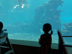 -海棠湾洲际-涛·海底餐厅·美人鱼·自助餐·海底隧道