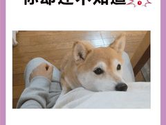 -唐小姐の猫狗洗护·购宠旗舰店(周浦万达店)