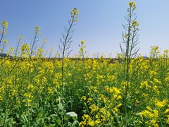 -光明小镇欢乐田园