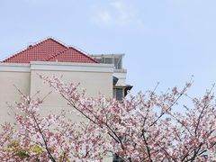 -高东镇樱花园