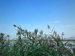 -野鸭湖国家湿地公园