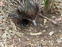 -费瑟代尔野生动物园