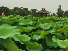 -嘉北郊野公园