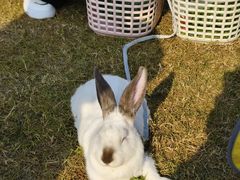 -洪湖家庭农场·团建·露营·会议