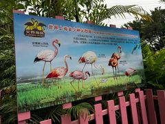 -广州长隆飞鸟乐园
