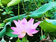 -荔湾湖公园