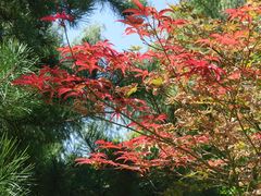 -莲花池公园