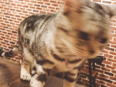 -猫友咖啡店(玉林西路店)