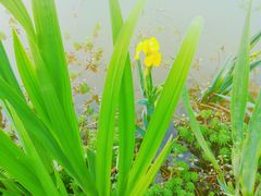 -白鹭湾湿地公园