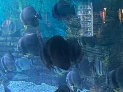 -烟台海昌鲸鲨海洋公园