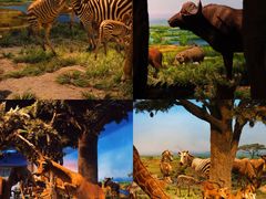 -国家自然博物馆