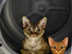 -山宅一喵德文卷毛猫舍
