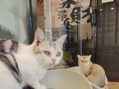 -有喵·猫咖·狗咖·30几只猫10只小狗(岗厦店)