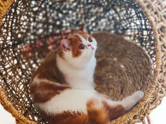 -飞行喵MR PILOT|猫舍·猫咖(静安大融城店)