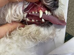 -小叮当动物医院·骨科·眼科