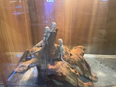 -酷以爬仙阁实体爬宠店·守宫·蜥蜴·专业繁育