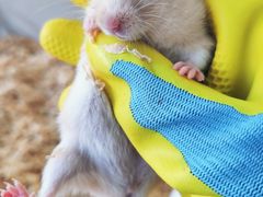 -怪兽屋·羊驼·猫咖·狗咖(俊华广场店)