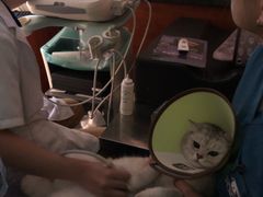 -安安宠医宠物医院·异宠·犬猫内科(岳阳分院)