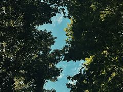 -上海共青森林公园