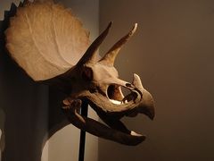 -重庆自然博物馆(新馆)