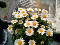 -双季花艺园艺市场(浦东店)