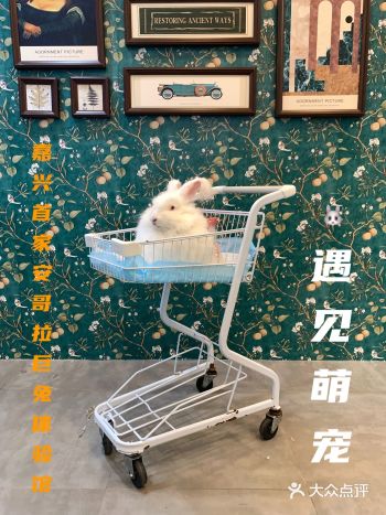 嘉兴探店 | 遇见萌宠