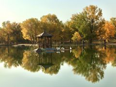-金塔沙漠胡杨林景区