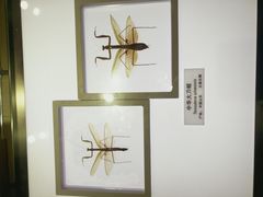 -上海昆虫博物馆