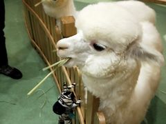 -藦茜花园宠物主题亲子互动体验馆(国顺东路店)
