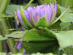 -国家植物园南园