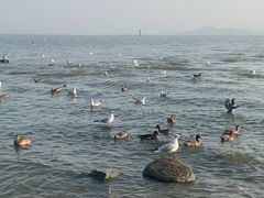 -深圳湾公园(南山区)