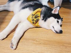 -Husky Go! 哈士奇体验馆·宠物咖啡厅狗咖