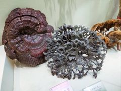 -广东中医药博物馆