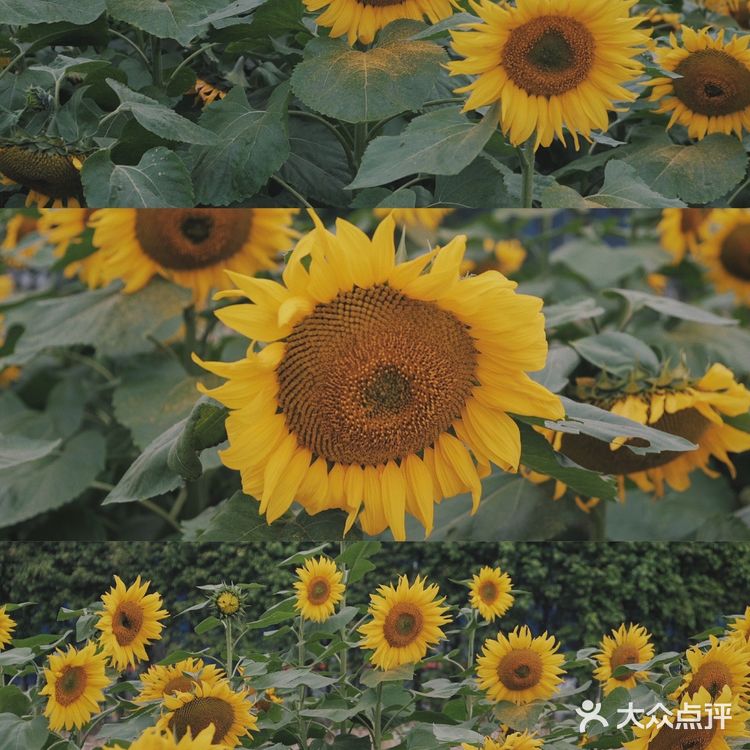 广州周边0元拍照地|春日里的向日葵花海🌻