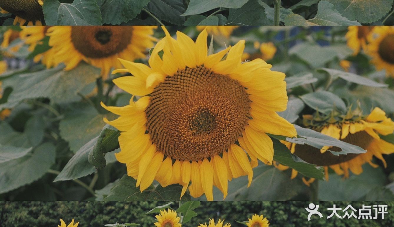 广州周边0元拍照地｜春日里的向日葵花海🌻