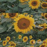 广州周边0元拍照地｜春日里的向日葵花海🌻