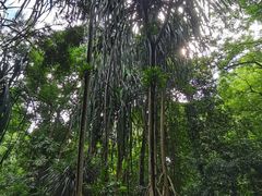 -中国科学院西双版纳热带植物园