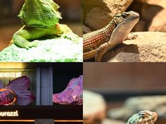 -帕帕拉兹宠物(亚洲旗舰店)