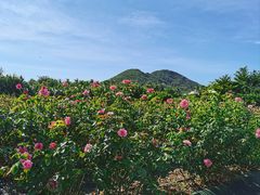 -亚龙湾国际玫瑰谷