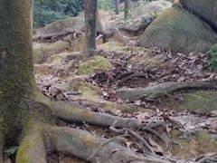 -火炉山森林公园